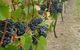 Gisborne Peak Winery - thumb 4