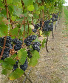Gisborne Peak Winery - Accommodation Sunshine Coast 4
