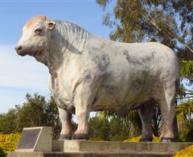 Rockhampton Bull Statues - Accommodation Sunshine Coast 1