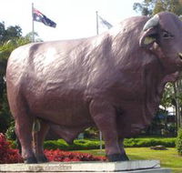 Rockhampton Bull Statues - Accommodation Sunshine Coast