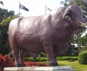 Rockhampton Bull Statues - Accommodation Sunshine Coast 0