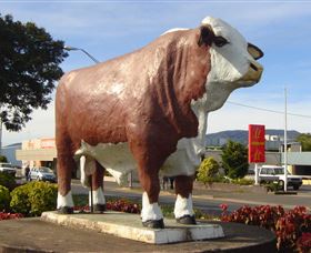 Rockhampton Bull Statues - Accommodation Sunshine Coast 2