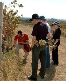 Rosnay Organic Farm And Vineyard - Accommodation Sunshine Coast 2