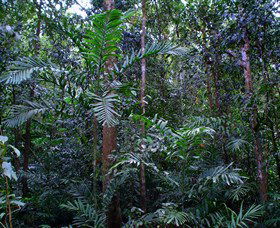 Kutini-Payamu (Iron Range) National Park (CYPAL) - Accommodation Sunshine Coast 2