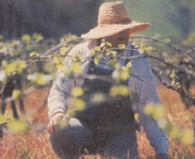 Canobolas Smith Winery - Accommodation Sunshine Coast 0
