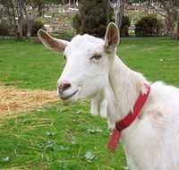 Dunkell Goats - Accommodation Sunshine Coast