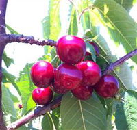 Ballinaclash Orchard and Cellar Door - Accommodation Sunshine Coast