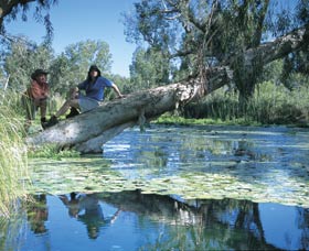 Millstream Chichester National Park - Accommodation Sunshine Coast 1