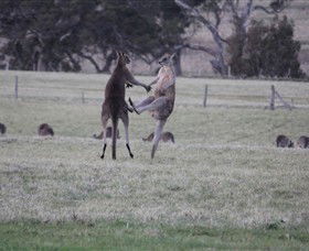 Living Legends: The International Home Of Rest For Champion Horses - Accommodation Sunshine Coast 2