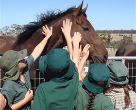 Living Legends: The International Home Of Rest For Champion Horses - Accommodation Sunshine Coast 4