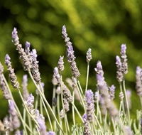 Rustique Lavender Farm - Accommodation Sunshine Coast