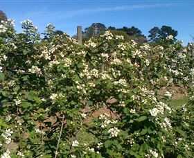 Huntley Berry Farm - Accommodation Sunshine Coast 0