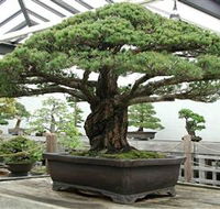 Peards Complex Albury - Accommodation Sunshine Coast