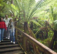Otway Fly Treetop Adventures - Accommodation Sunshine Coast