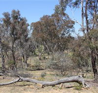 Remembrance Nature Park - Accommodation Sunshine Coast