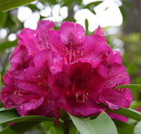 Campbell Rhododendron Gardens - Accommodation Sunshine Coast