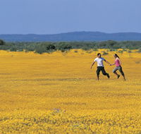 Wildflowers of the Mid West - Accommodation Sunshine Coast
