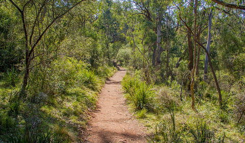 Mares Forest Creek Walking Track - Accommodation Sunshine Coast 0