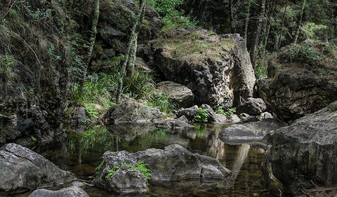 Mares Forest Creek Walking Track - Accommodation Sunshine Coast 1