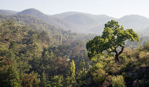 Mares Forest Creek Walking Track - Accommodation Sunshine Coast 3