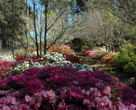 Wildwood Garden - Accommodation Sunshine Coast 2