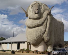 Big Merino - Accommodation Sunshine Coast 0