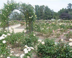 Victoria Park Rose Garden - Accommodation Sunshine Coast 0