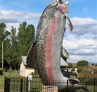 Big Trout - Accommodation Sunshine Coast