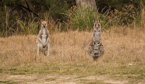 Mann River Nature Reserve - Accommodation Sunshine Coast 1