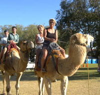 Calamunnda Camel Farm  - Accommodation Sunshine Coast