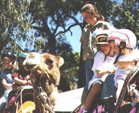 Calamunnda Camel Farm  - Accommodation Sunshine Coast 2