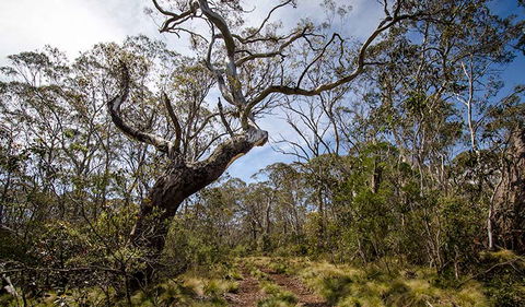 Barrington Trail - Accommodation Sunshine Coast 1