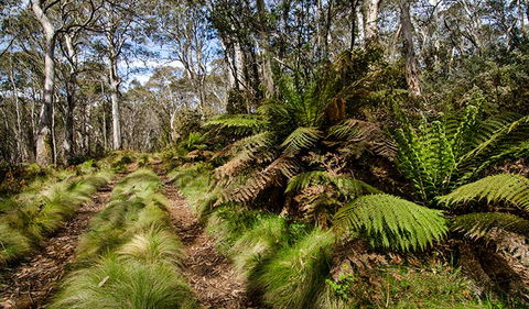 Barrington Trail - Accommodation Sunshine Coast 2