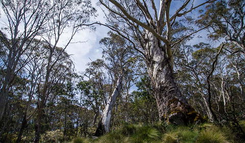 Barrington Trail - Accommodation Sunshine Coast 3