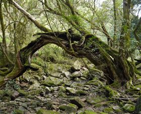 Mitchell River Walking Track - Accommodation Sunshine Coast 0