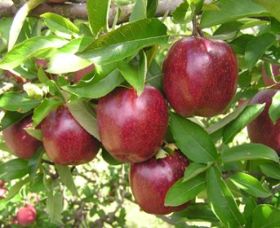 Top 40 Orchard - Accommodation Sunshine Coast 0
