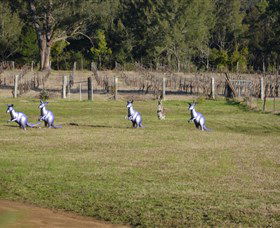 Wollombi Wines - Accommodation Sunshine Coast 5