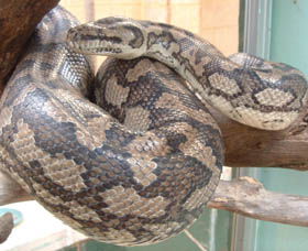 Armadale Reptile Centre - Accommodation Sunshine Coast 0