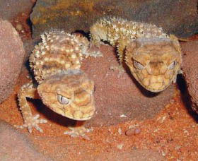 Armadale Reptile Centre - Accommodation Sunshine Coast 1