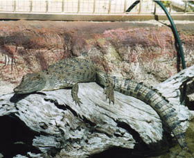 Armadale Reptile Centre - Accommodation Sunshine Coast 2