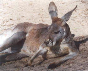 Armadale Reptile Centre - Accommodation Sunshine Coast 3