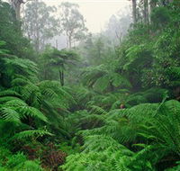Tarra Bulga National Park - Accommodation Sunshine Coast