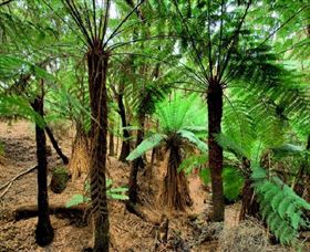 Naracoopa TAS Accommodation Sunshine Coast
