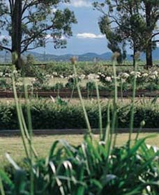 Vinden Estate Wines - Accommodation Sunshine Coast 1