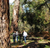 Tallaganda National Park - Accommodation Sunshine Coast