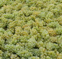 Normanby Wines - Accommodation Sunshine Coast