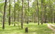 Nymboida National Park - thumb 2