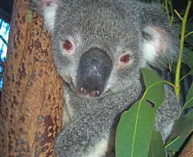 Hunter Valley Zoo - Accommodation Sunshine Coast 0