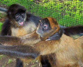 Hunter Valley Zoo - Accommodation Sunshine Coast 5