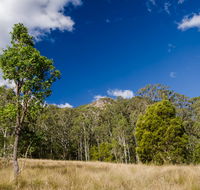 Brush Turkey track - Accommodation Sunshine Coast